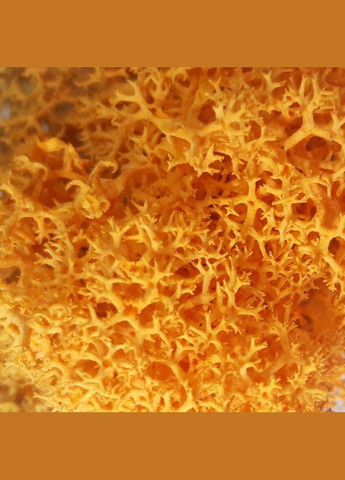 Стабилизированный мох ягель Желтый осенний 0,5 кг Nordic moss (276401145)