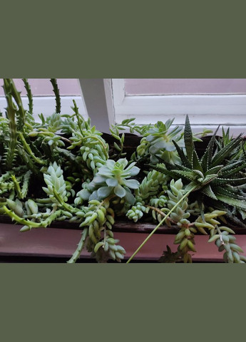 Сукуленти кактус алое Вєра No Brand (322930769)