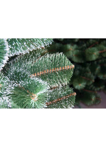 Сосна 2м Коломия (359437196)