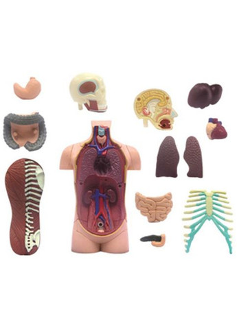Объемная модель Туловище человека, 32 детали () 4D Master FM-626003 (328394378)