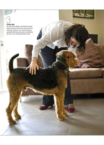 The Beginner's Dog Training Guide Dorling Kindersley (370391427)