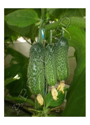 Огірок Еколь F1 10 насінин Агропакгруп Syngenta (372019322)