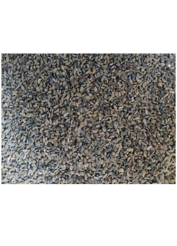 Семена сидерат Фацелия 10г No Brand (356120048)