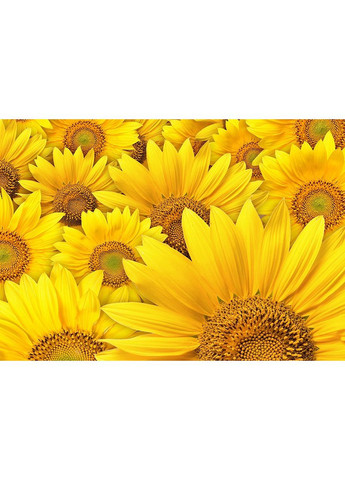 Календар настінний квартальний на 2026 рік Природа України/ Сояшники Apriori (368561371)