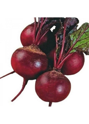 Насіння буряка Боро F1 Bejo Zaden (333036031)