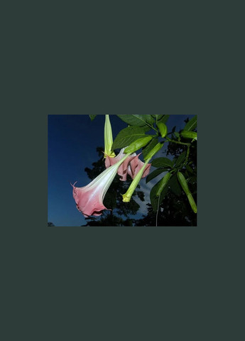 Бругмансія ароматна Brugmansia suaveolens 100 см з бутонами No Brand (362961872)