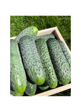 Насіння огірка Стентор F1 (Stentor) Nunhems (329432053)