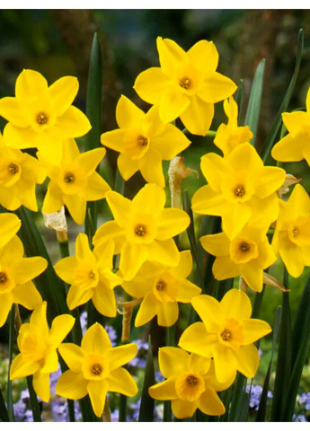 Нарцис Golden Carpet (2 шт. в упаковці) No Brand (365250844)