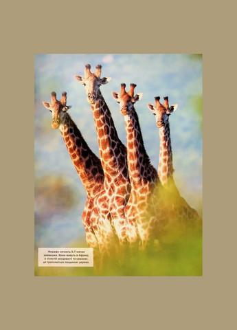 Книга для дітей Велика книга тварин (з 4 велетенськими розгортками). Клаудія Мартін. Моя енциклопедія Vivat (335209920)