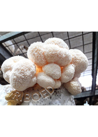 Гриб Ежевик гребенчатый (мицелий) - 200 грамм. Сухой, перемолотый в порошок. GRIBOED (370440580)