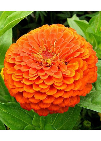 Цинія Тигрове око 0,4 г. GL Seeds (364655061)