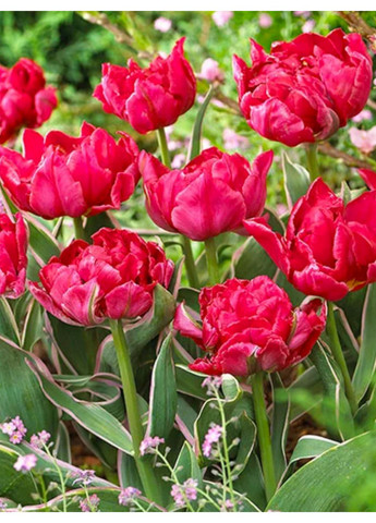 Тюльпан Estatic (2 шт.) в упаковке) No Brand (364535247)