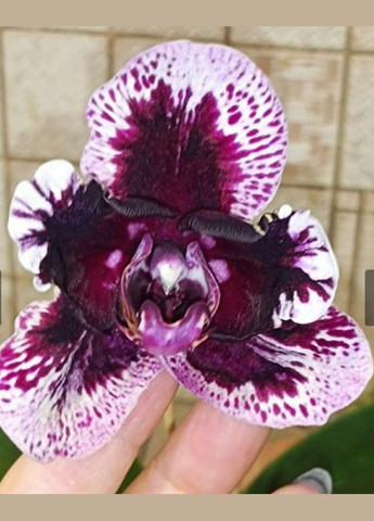 Орхидея Phal 5892 Ever Spring King × OX Black, цветы 8 см, 1.7 (мох) ODA (315635017)