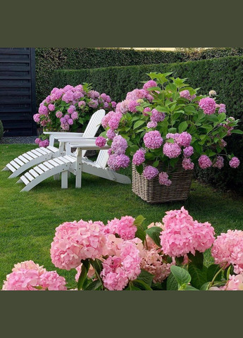 Удобрение подкислитель Мастер Флорколор 25 г Кіссон (306736431)