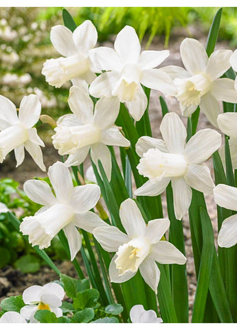 Нарцис Snow Baby (Ice Baby) (2 шт. в упаковці) No Brand (365250841)