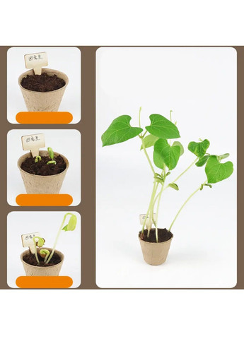 Дитячий комплект набір садівника домашня теплиця з насінням для вирощування рослин 32х32х28 см (482023-Prob) Зелений Unbranded (369719506)