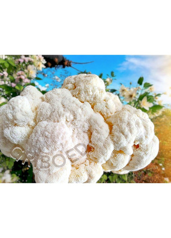 400 грам - Їжовик гребінчастий (міцелій). Сухий, перемелений на порошок. GRIBOED (370440583)