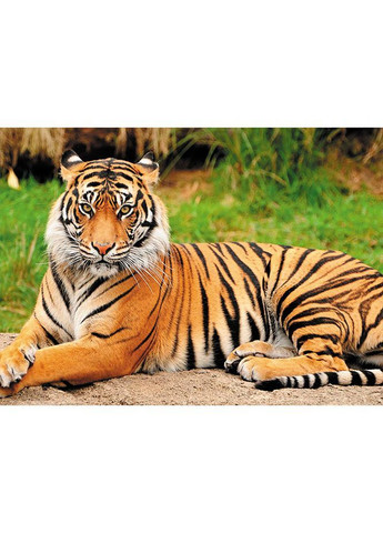 Календар настінний квартальний на 2026 рік на три пружини,, Тигр, Природа, 29,7х61см Apriori (363968874)