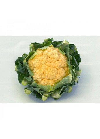 Семена капусты цветная Флейм Стар F1 Syngenta (331900631)