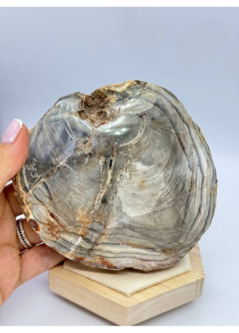 Скам'яніле дерево 126*115 мм Сірий No Brand (361319826)