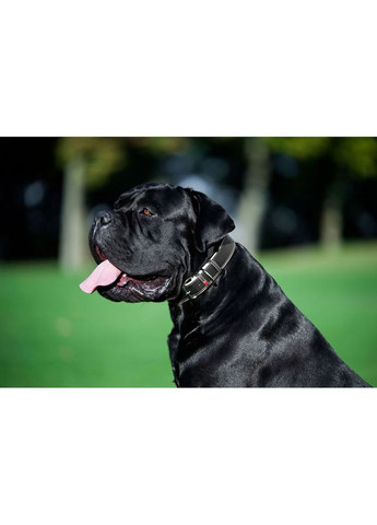 Нашийник WAUDOG (333706319)