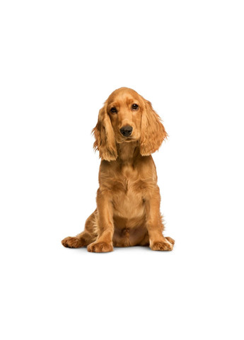 Шлея для собак мягкая текстильная M бирюзовый Zoofari (312017318)