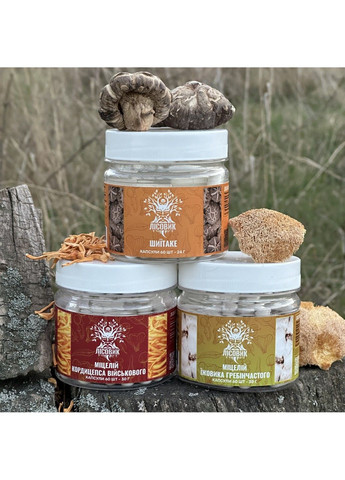 Курс Mind Boost v2 Для навчання та когнітивних функцій (1 місяць) Лісовик (364210573)