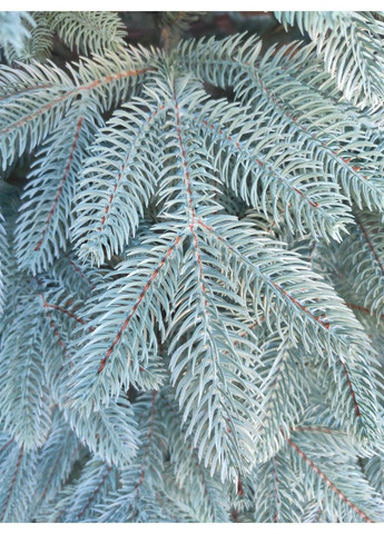 Лита Швейцарська ялинка блакитна штучна 2,10м. Ялинка штучна лита з металевою розбірною підставкою Xatynka (363057927)