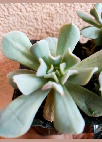 Суккулент Эхеверия Топси Турви разновидность для флорариума No Brand (322930377)