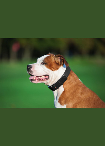 Нашийник для собак шкіряний Glamour без прикрас Ш 25 мм Д 38-49 см Чорний WAUDOG (322327849)