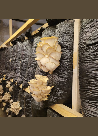 Грибные блоки вешенки Україна (317349616)