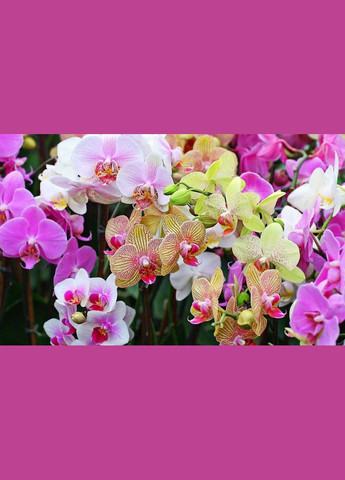 Удобрение Стимул-NPK для орхидей 550 мл Kvitofor (323659050)