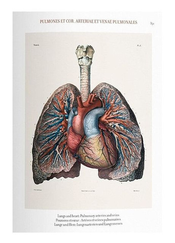 Книга Bourgery. Atlas of Human Anatomy and Surgery (формат 145*215мм) (9783836556620) Taschen (364654086)