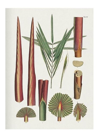 Книга Martius. The Book of Palms (9783836566148) Taschen (364654493)