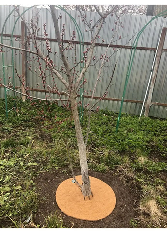 Пристовбурне коло Ø 50 см EuroCocos з кокосового волокна для мульчування ґрунту Green Home (321967433)