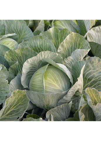 Семена капуста белокачанная Кеплер Syngenta (331900626)