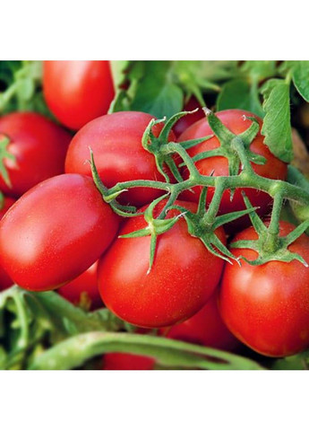 Семена томата Адванс F1 Nunhems (333035928)