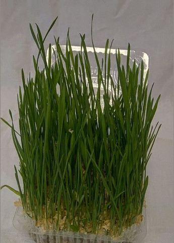 Трава (вітаміно-мініральна добавка) з ґрунтом для котів ТМ No Brand (320950581)