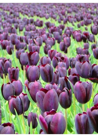 Тюльпан Eduard Pelger (2 шт.) в упаковке) No Brand (364535489)