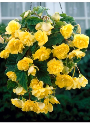 Бегонія Cascade Yellow Ayris (387556592)