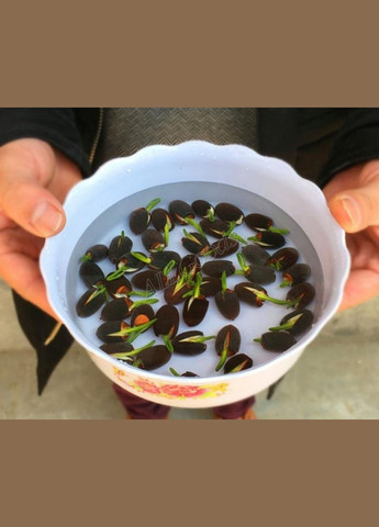 Лотос насіння для вирощування 1шт. No Brand (304401616)