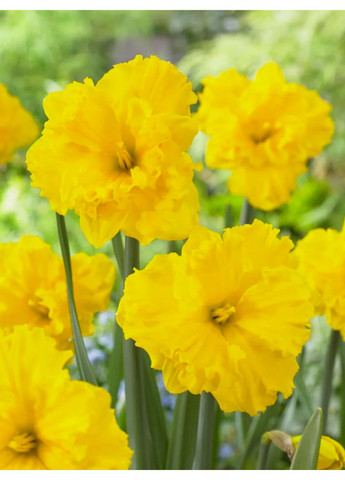 Нарцис Gold Disc (2 шт. в упаковці) No Brand (365250757)