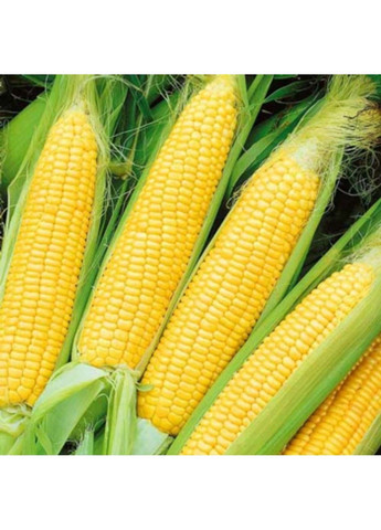 Насіння кукурудзи Оверленд F1 Syngenta (331900627)