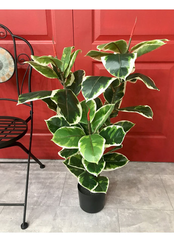 Фікус різнокольоровий SGH Еластіка Беліз (Belize) штучний 95 см HVOYA (370439104)