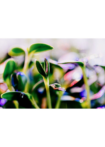 Гідропонна установка "Home miniBoss1.0" Зелений Шеф (302316692)