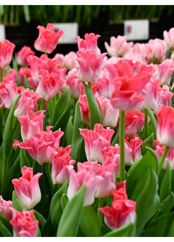 Тюльпан Crown of Dynasty (2 шт. в упаковці) No Brand (365250848)