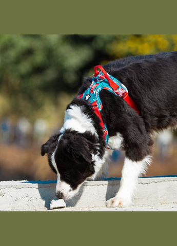 Шлея для собак Tropical, регулируемая светоотражающая нейлоновая шлея, Голубой M (56-69см) Truelove (299915436)