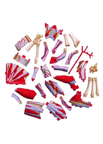 Объемная анатомическая модель Рука человека, 28 деталей () 4D Master FM-626009 (328400772)