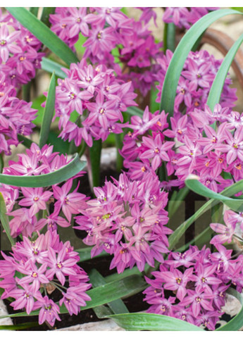 Аллиум Baltimore (5 шт.) в упаковке) No Brand (364535483)