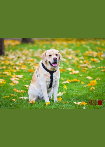 Шлея з брезенту 35 мм А:650-780 мм, В: 770-900 мм Kareline (339074861)